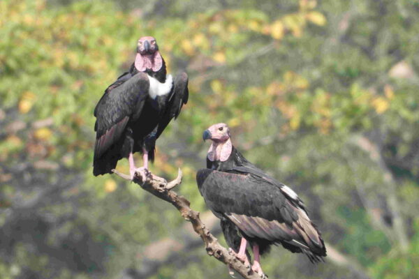 आइटीआर के गिद्धों सैटेलाइट टैगिंग